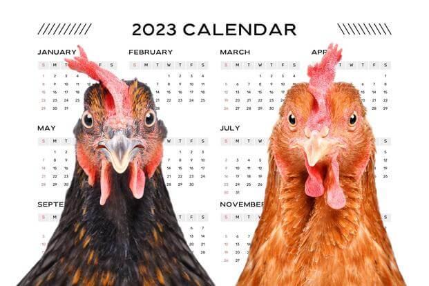 two chickens stare at 2023 calendar