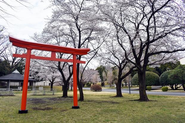 Cherry blossom trees bloom on Camp Zama, Japan, March 28, 2020.