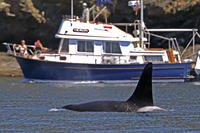 An orca swims past a recreational boat sailing just offshore in the Salish Sea